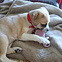 puppy, dog, red_collar, blanket, couch, toy, chewing, paw, fur, pet, indoor, cozy, playful, animal, beige, brown, white, relaxing, cute, young