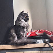 Mistigri participe au concours pour gagner de l'argent avec cette photo : cat, indoor, furniture, wood, electronics, red_cloth, gray_cat, fluffy_fur, yellow_eyes, side_view, pet, domestic_animal, gazing, sitting, wooden_surface, household, quiet, calm, feline, closeup
