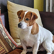 Roc participe au concours pour gagner de l'argent avec cette photo : dog, brown, white, couch, pillow, indoor, pet, animal, sitting, cozy, fur, ears, snout, domestic, canine, relaxed, home, comfort, furniture, companion