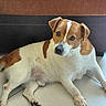 Roc participe au concours pour gagner de l'argent avec cette photo : dog, brown, white, pet, canine, floor, tile, couch, indoor, resting, lying_down, looking, animal, fur, ears, paw, domestic, companion, cute, relaxed