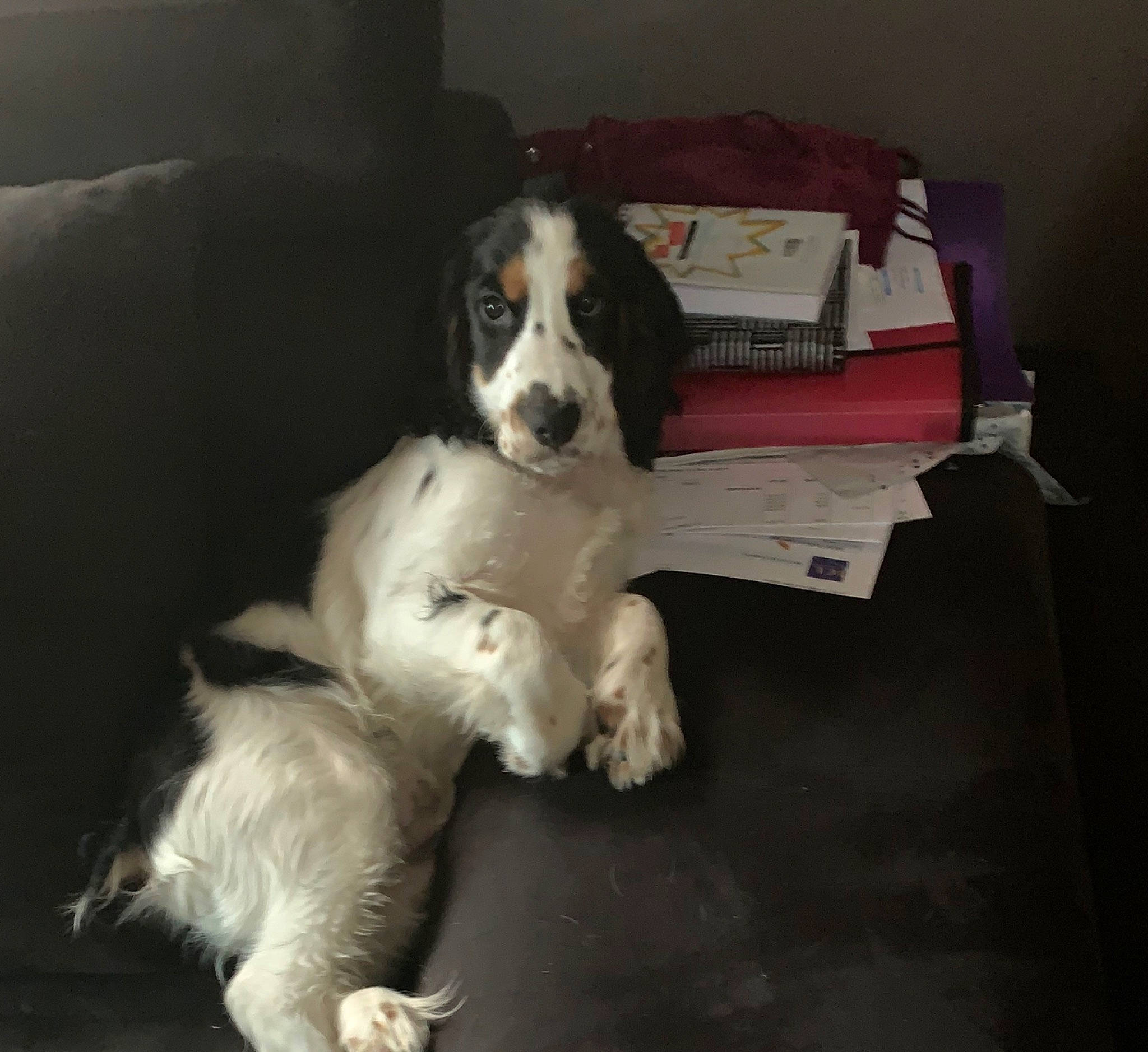 Kiss a rejoint le concours — aidez-le/la à gagner de superbes lots ! canidae, carnivore, cocker_spaniel, companion_dog, dog, dog_breed, drentse_patrijshond, english_cocker_spaniel, english_springer_spaniel, french_spaniel, kooikerhondje, mammal, phalene, puppy, rare_breed_dog, russian_spaniel, setter, spaniel, sporting_group, vertebrate