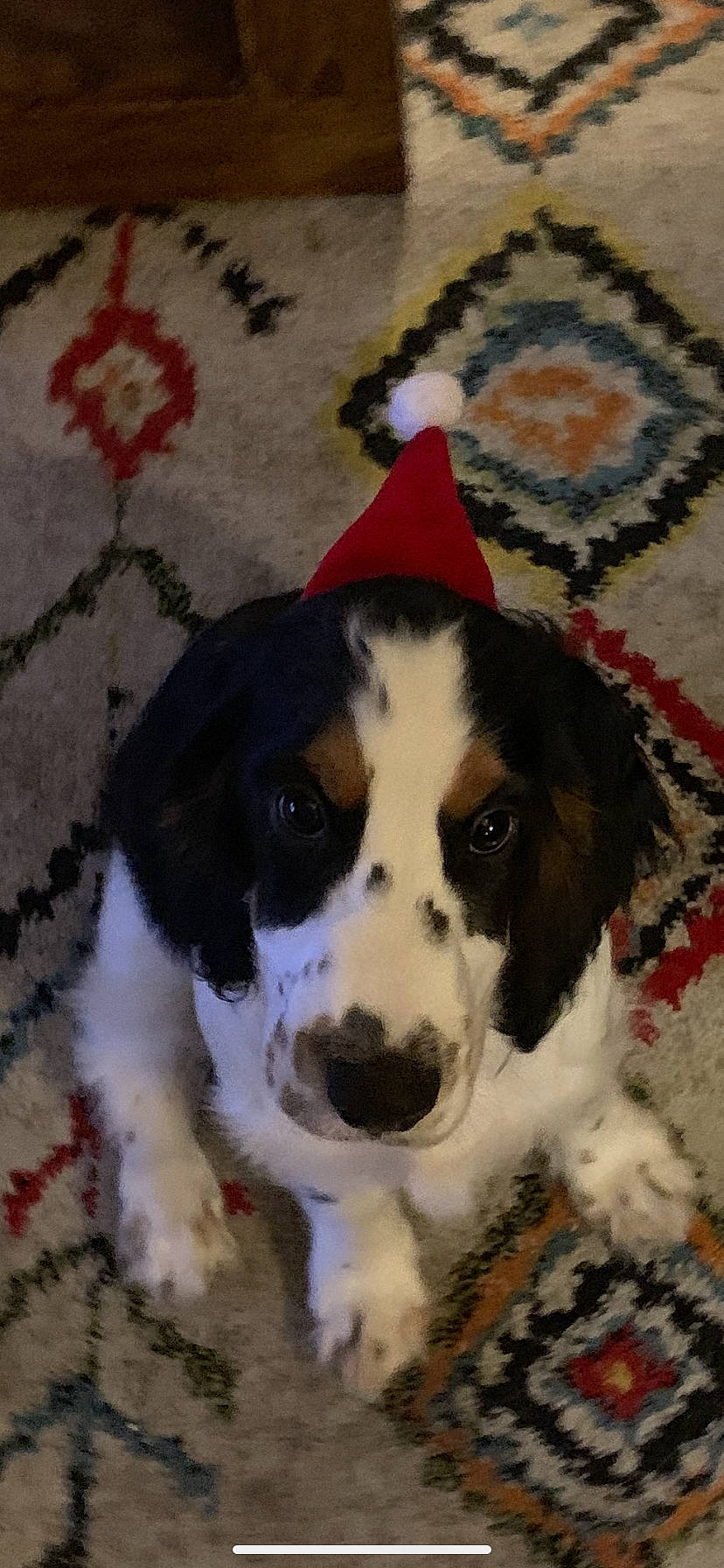 Kiss a rejoint le concours — aidez-le/la à gagner de superbes lots ! canidae, carnivore, companion_dog, dog, dog_breed, drentse_patrijshond, english_springer_spaniel, mammal, mucuchies, rare_breed_dog, russian_spaniel, snout, spaniel, sporting_group, vertebrate