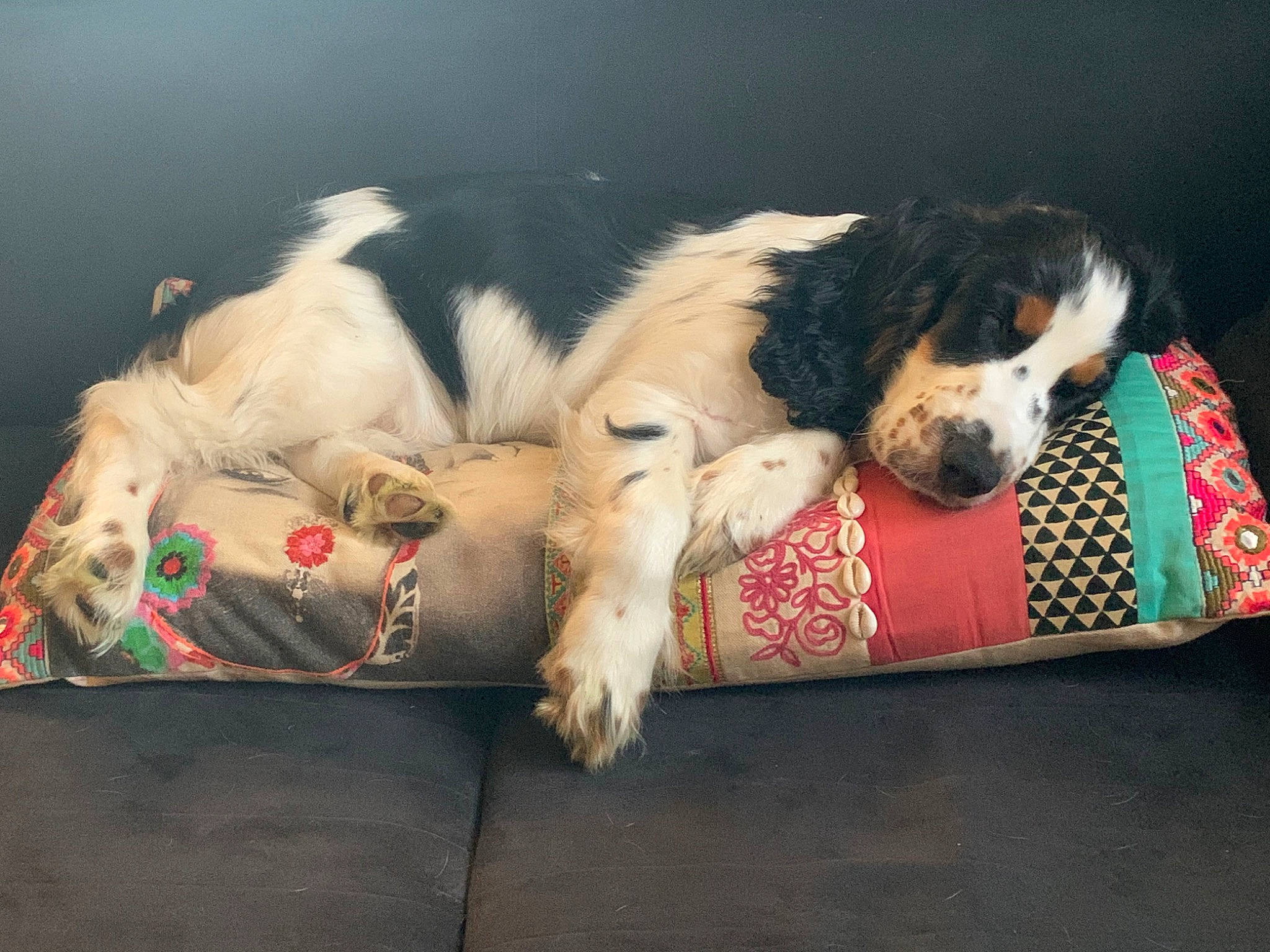 Kiss a rejoint le concours — aidez-le/la à gagner de superbes lots ! canidae, carnivore, companion_dog, dog, dog_breed, drentse_patrijshond, english_springer_spaniel, irish_red_and_white_setter, king_charles_spaniel, mammal, puppy_love, russian_spaniel, snout, spaniel, sporting_group, vertebrate