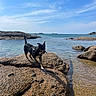 Raya participe au concours pour gagner de l'argent avec cette photo : dog, rocks, water, ocean, sky, outdoor, sunlight, nature, animal, pet, beach, clear_sky, coast, walking, daytime, canine, shore, playful, landscape, summer