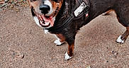 Raya participe au concours pour gagner de l'argent avec cette photo : dog, canine, pet, outdoor, happy, tongue_out, black_coat, brown_coat, pavement, grass, ground, leash, harness, animal, friendly, looking_up, ears_up, daylight, nature, excited