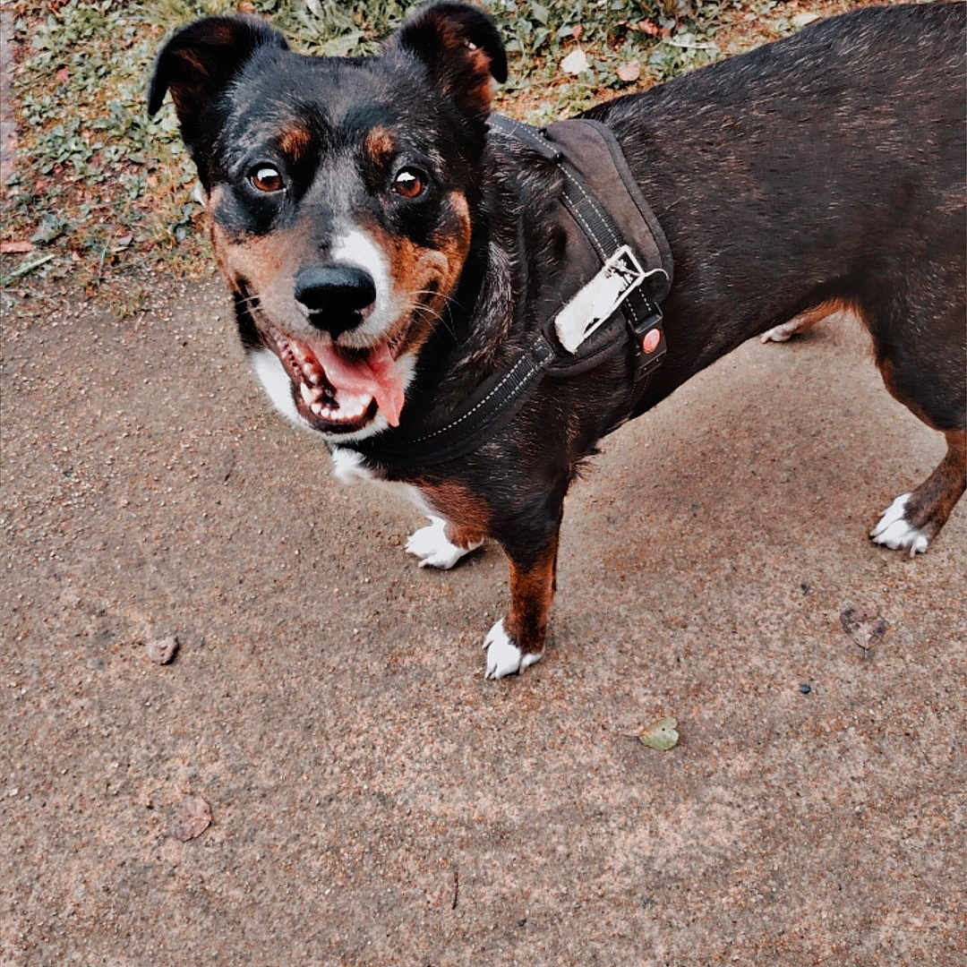 Raya participe au concours pour gagner de l'argent avec cette photo : dog, canine, pet, outdoor, happy, tongue_out, black_coat, brown_coat, pavement, grass, ground, leash, harness, animal, friendly, looking_up, ears_up, daylight, nature, excited