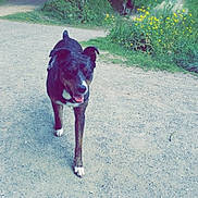Raya participe au concours pour gagner de l'argent avec cette photo : dog, outdoor, path, gravel, greenery, trees, flowers, nature, animal, pet, walking, happy, canine, summer, daylight, park, leaves, trail, muzzle, fur