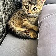 Buba participe au concours pour gagner de l'argent avec cette photo : kitten, cat, tabby, pet, animal, feline, cute, curled_up, cushion, woven_chair, soft, indoor, cozy, closeup, whiskers, ears, tail, fur, young, resting