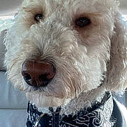 Kai is registered to the contest to win money with this photo: dog, white_dog, curly_fur, bandana, pet, close_up, car_interior, leather_seat, animal, canine, fur, snout, nose, ears, domestic_animal, portrait, sitting, cute, companion, indoor