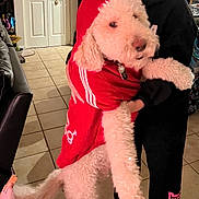 Kai is registered to the contest to win money with this photo: dog, pet, hoodie, red_clothing, curly_fur, indoor, person, black_clothing, tile_floor, home, cozy, animal, cute, holding, fur, canine, clothing, casual, companion, domestic