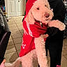 animal, black_clothing, canine, casual, clothing, companion, cozy, curly_fur, cute, dog, domestic, fur, holding, home, hoodie, indoor, person, pet, red_clothing, tile_floor