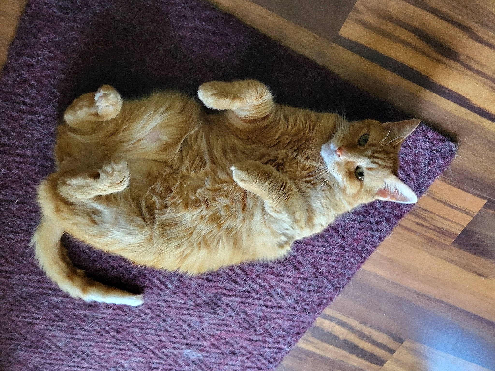 Simba is registered to the contest to win money with this photo: canidae, carnivore, cat, claw, domestic_short_haired_cat, fawn, felidae, flooring, fur, hardwood, nap, plank, small_to_medium_sized_cats, snout, sporting_group, tail, whiskers, wood, wood_flooring, wood_stain