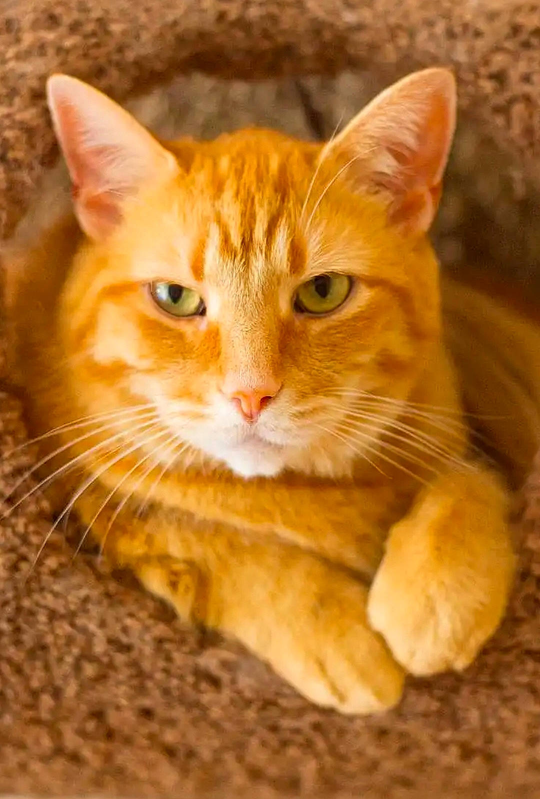 Simba joined the competition — help win amazing prizes! carnivore, cat, claw, domestic_short_haired_cat, fawn, felidae, fur, paw, sitting, small_to_medium_sized_cats, snout, tail, terrestrial_animal, tree, whiskers, wildlife, window, wood