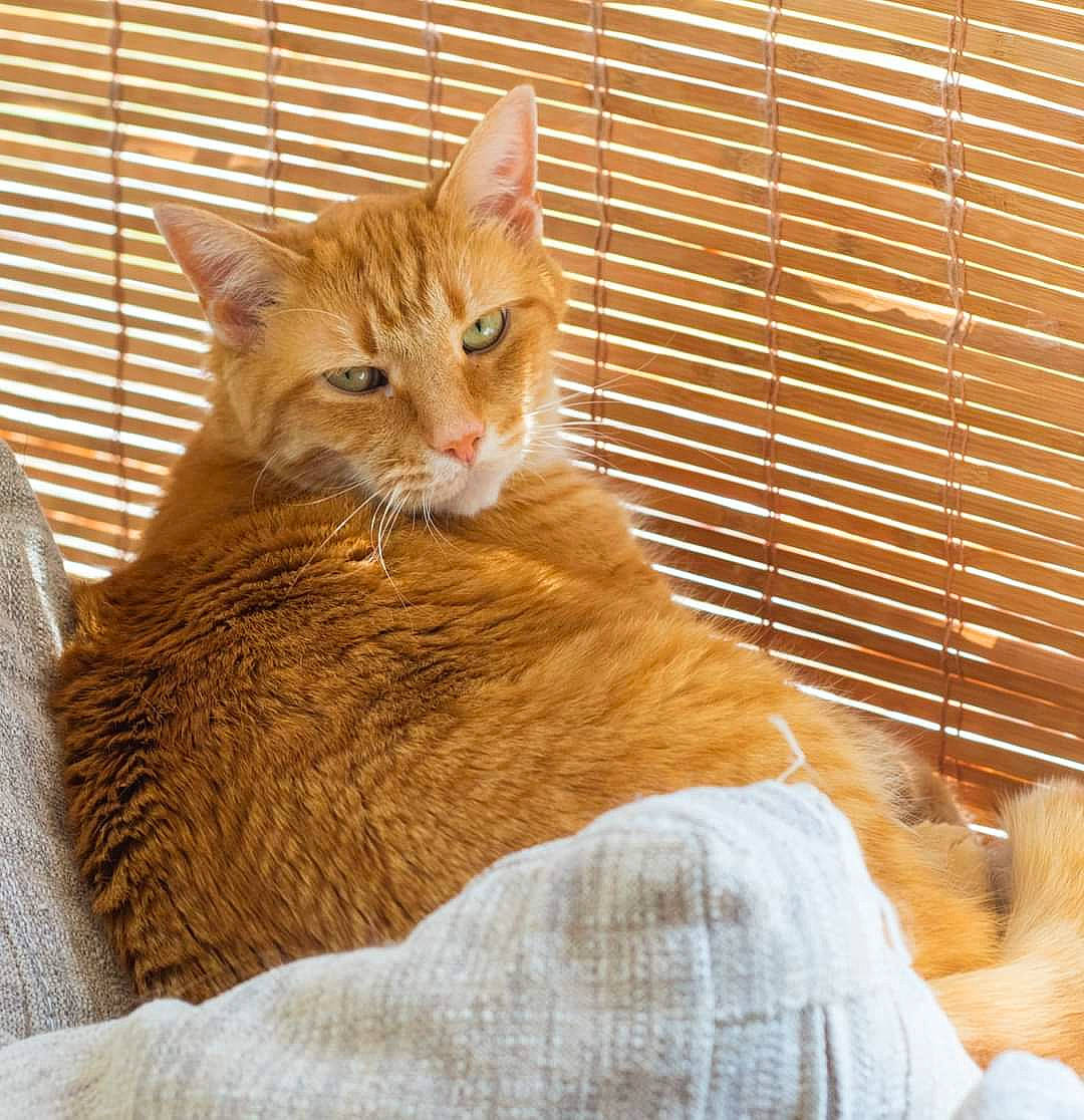 Simba joined the competition — help win amazing prizes! animal_shelter, carnivore, cat, cat_supply, claw, comfort, domestic_short_haired_cat, fawn, felidae, fur, paw, pet_supply, sitting, small_to_medium_sized_cats, snout, tail, terrestrial_animal, vertebrate, whiskers, wood