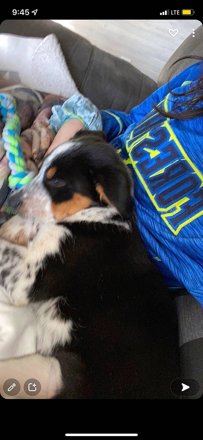 Madelyn Rae is registered to the contest to win money with this photo: canidae, carnivore, comfort, companion_dog, couch, dog, dog_breed, electric_blue, fur, hound, linens, nap, scent_hound, sporting_group, toy_dog, working_animal, working_dog