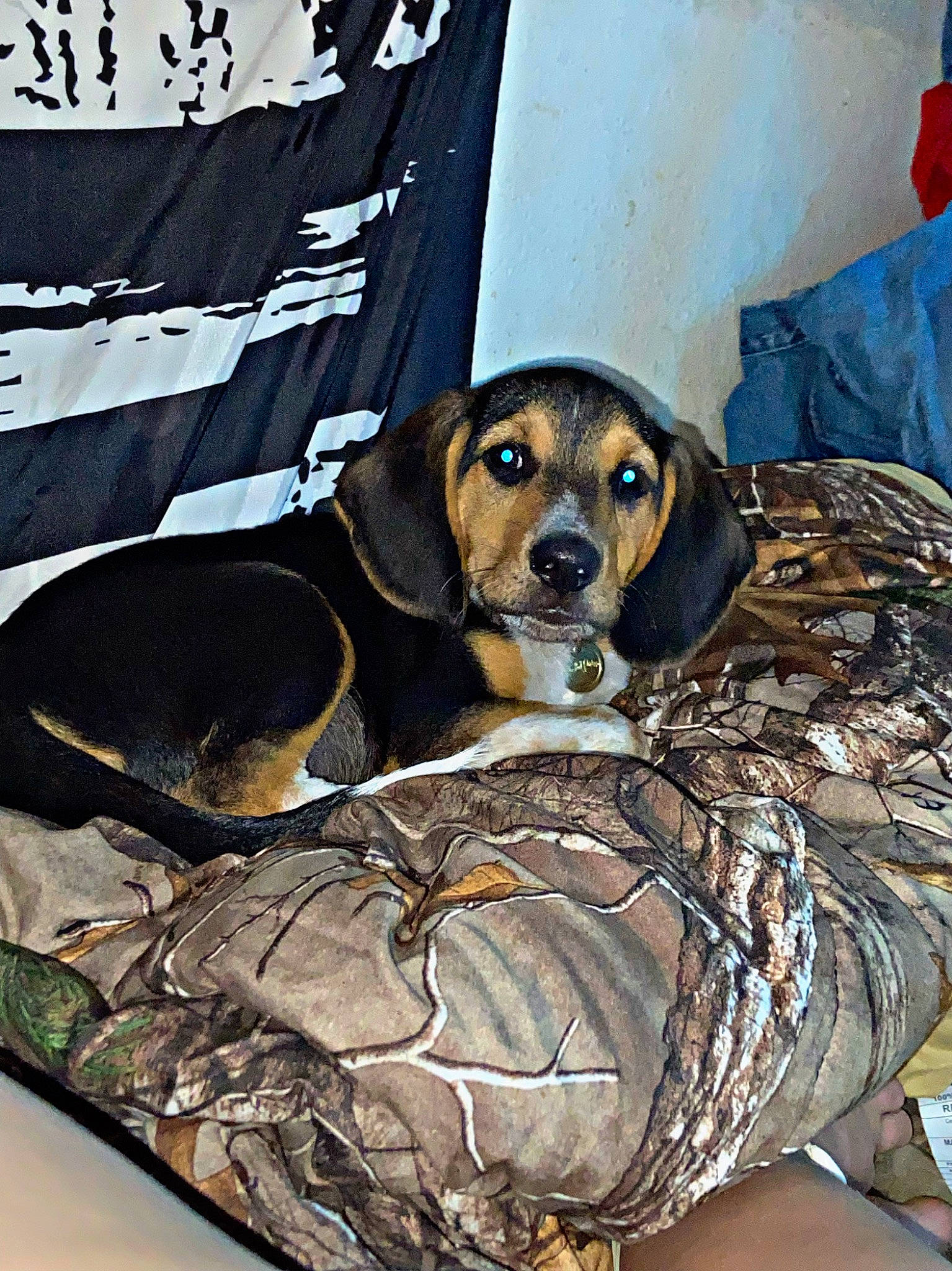 Scout joined the competition — help win amazing prizes! beaglier, canidae, carnivore, collar, comfort, companion_dog, dog, dog_breed, dog_collar, dog_supply, fawn, hound, hunting_dog, pet_supply, scent_hound, sporting_group, working_animal, working_dog