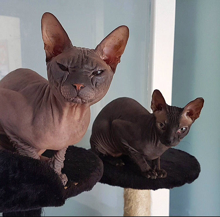 Boris participe au concours pour gagner de l'argent avec cette photo : asian, burmese, carnivore, cat, cornish_rex, devon_rex, donskoy, ear, felidae, kitten, mammal, oriental_shorthair, peterbald, rex_cat, small_to_medium_sized_cats, sphynx, vertebrate, whiskers