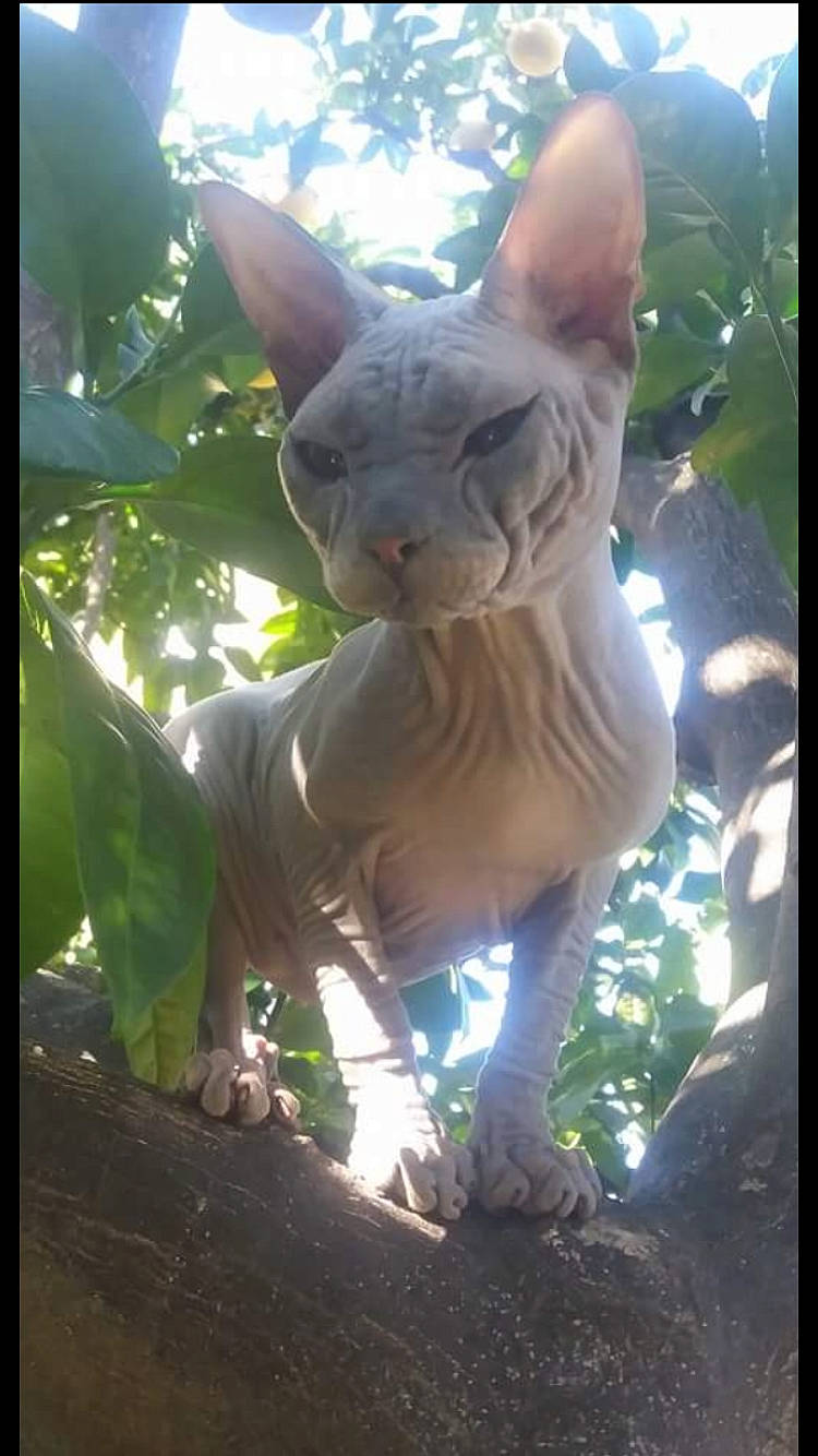 Boris participe au concours pour gagner de l'argent avec cette photo : carnivore, cat, devon_rex, donskoy, fawn, felidae, mammal, organism, peterbald, small_to_medium_sized_cats, sphynx, vertebrate, whiskers