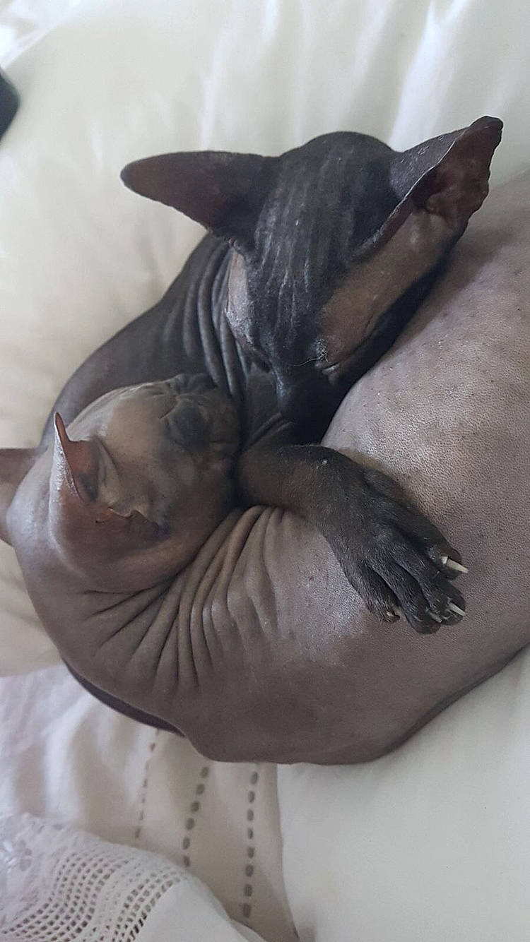 Boris a rejoint le concours — aidez-le/la à gagner de superbes lots ! american_hairless_terrier, carnivore, cat, dog_breed, donskoy, felidae, mexican_hairless_dog, peruvian_hairless_dog, peterbald, small_to_medium_sized_cats, snout, sphynx, ukrainian_levkoy