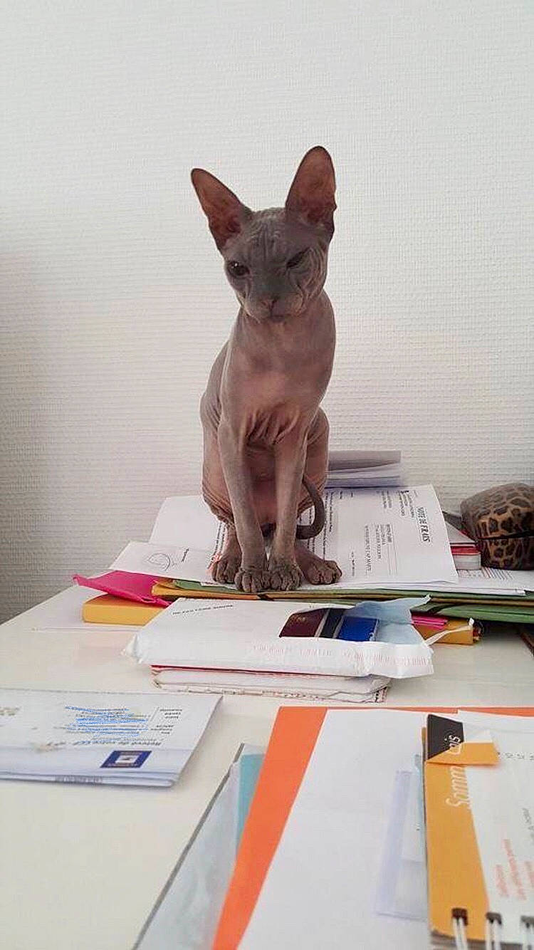 Boris participe au concours pour gagner de l'argent avec cette photo : carnivore, cat, cornish_rex, devon_rex, donskoy, fawn, felidae, mammal, oriental_shorthair, peterbald, rex_cat, small_to_medium_sized_cats, sphynx, ukrainian_levkoy, vertebrate, whiskers