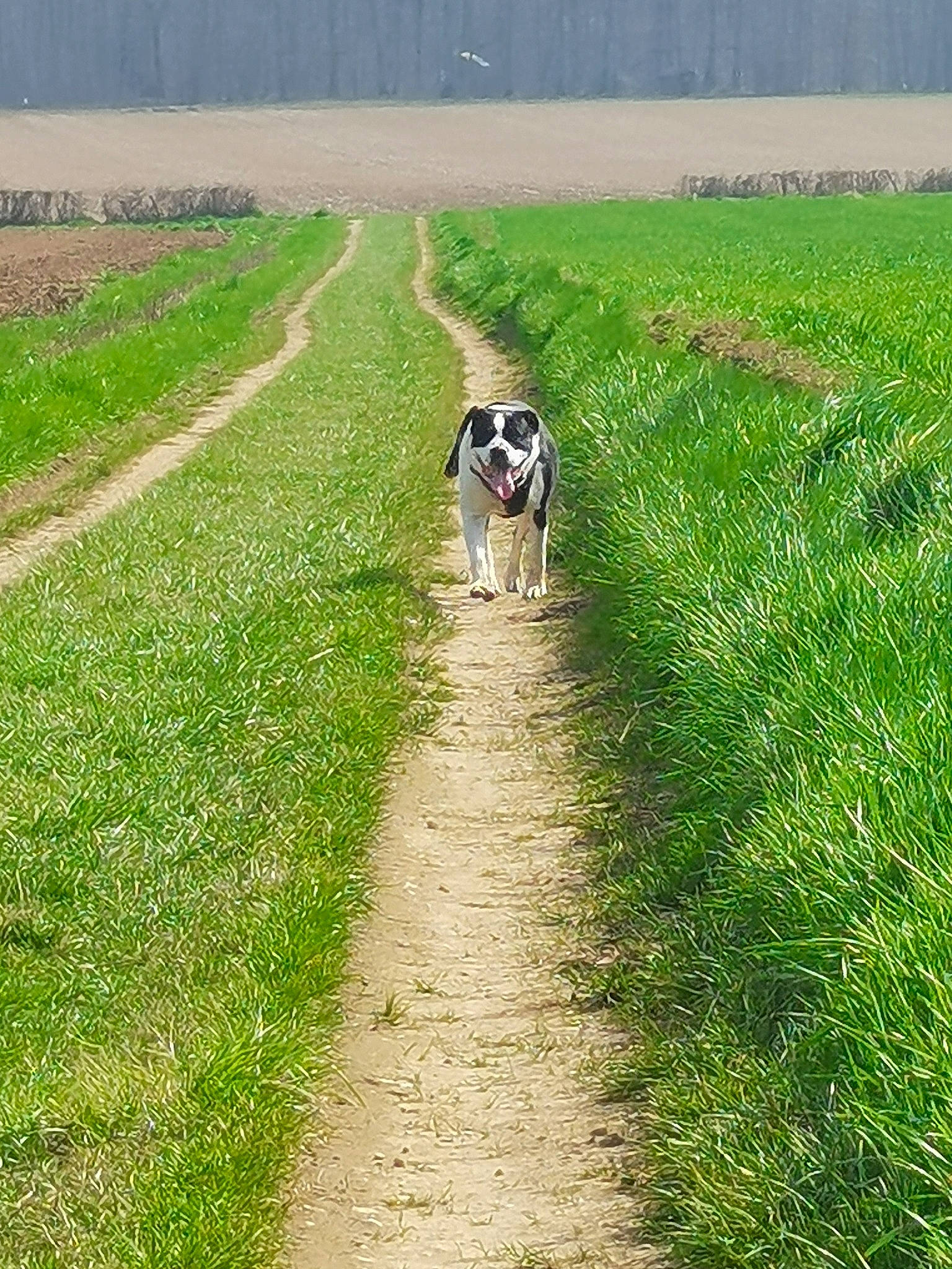 Jekill participe au concours pour gagner de l'argent avec cette photo : agriculture, carnivore, companion_dog, dog, dog_breed, fawn, field, grass, grass_family, grassland, groundcover, land_lot, lawn, meadow, people_in_nature, plant, road, rural_area, sporting_group, working_animal