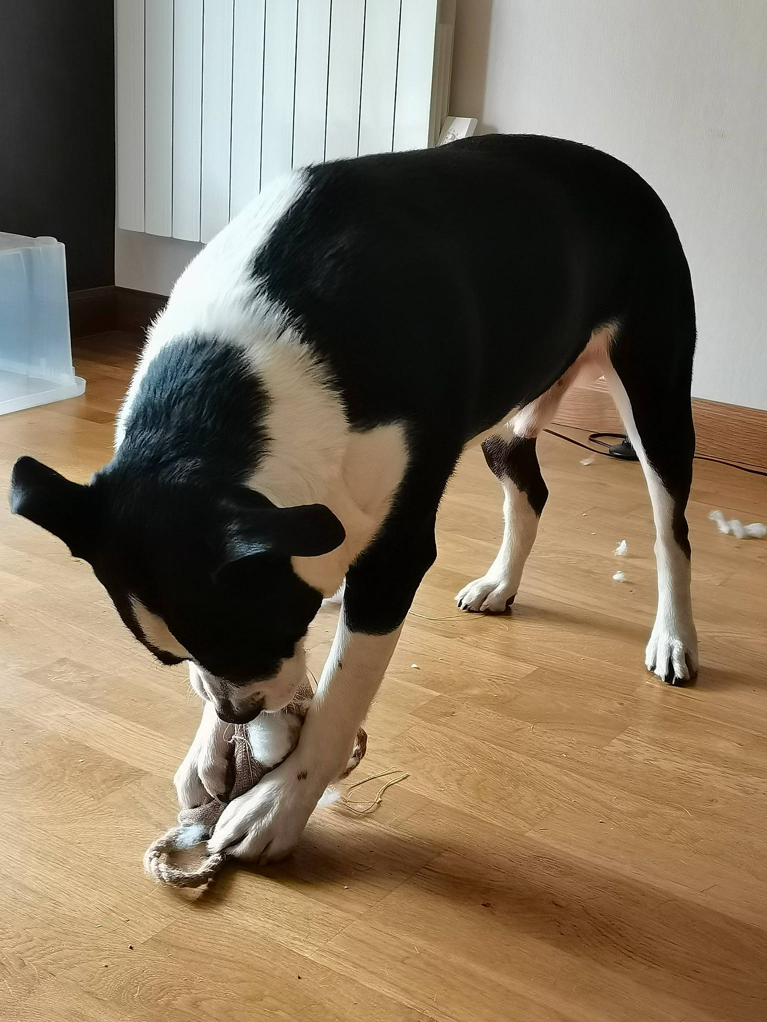 Jekill participe au concours pour gagner de l'argent avec cette photo : canidae, carnivore, collar, companion_dog, dog, dog_breed, fawn, floor, flooring, fur, hardwood, mammal, snout, sporting_group, tail, terrestrial_animal, vertebrate, whiskers, wood, working_animal