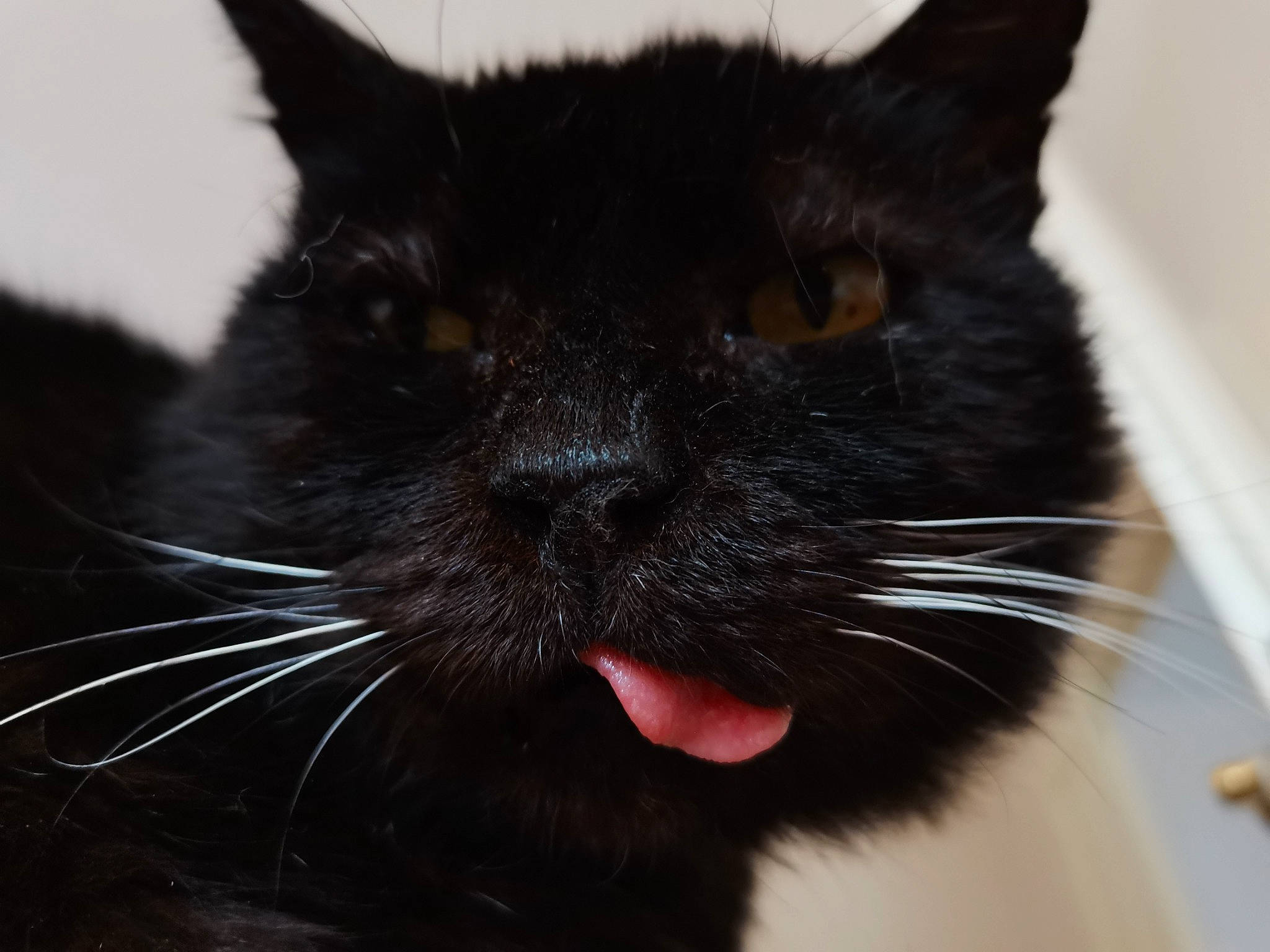 Baguera participe au concours pour gagner de l'argent avec cette photo : black_cat, carnivore, cat, close_up, domestic_short_haired_cat, felidae, fur, iris, small_to_medium_sized_cats, snout, terrestrial_animal, whiskers