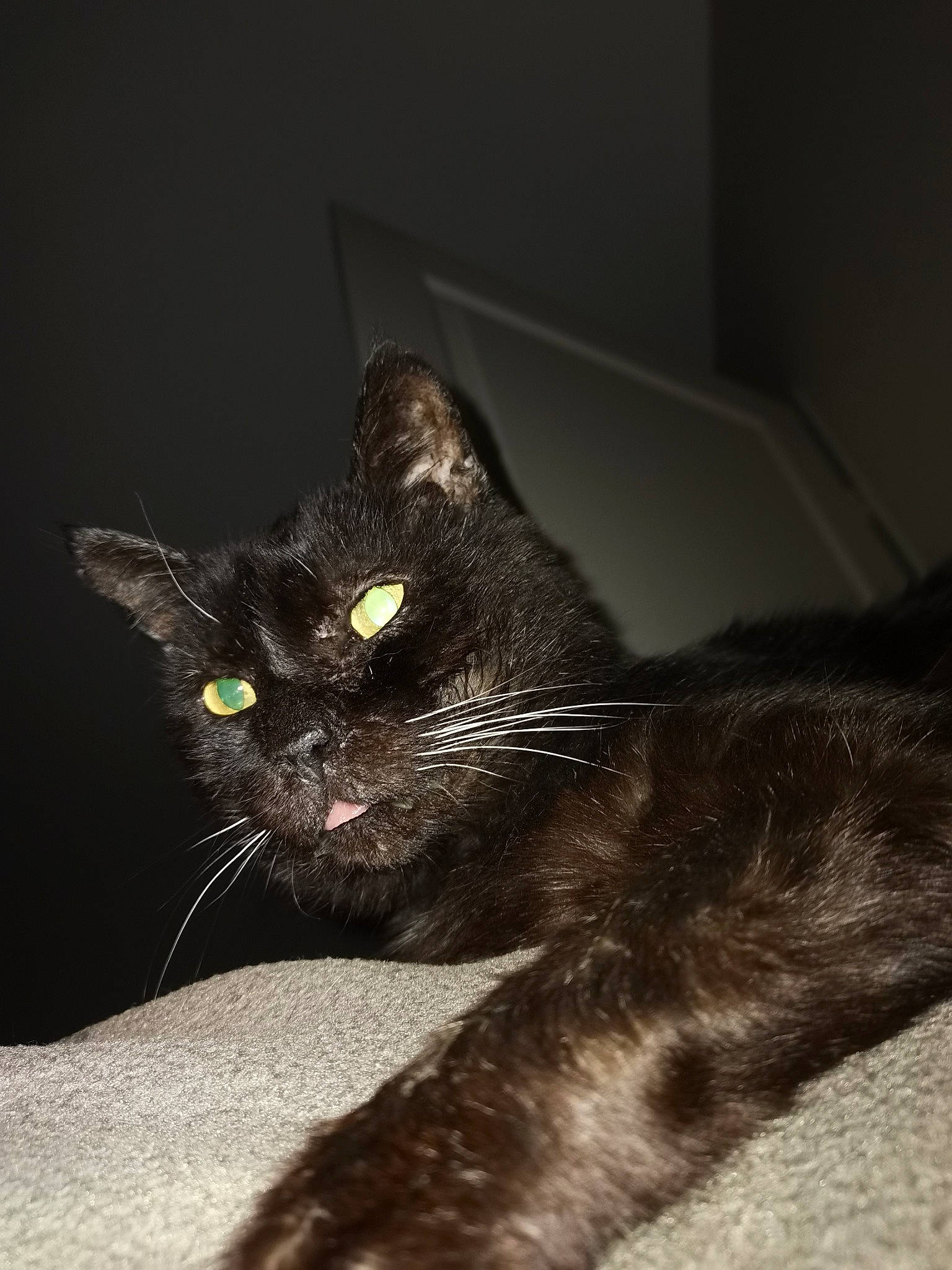 Baguera participe au concours pour gagner de l'argent avec cette photo : black_cat, carnivore, cat, claw, comfort, darkness, domestic_short_haired_cat, felidae, fur, grey, monochrome_photography, paw, shadow, small_to_medium_sized_cats, snout, tail, terrestrial_animal, tints_and_shades, whiskers, window