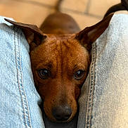 Vegas a rejoint le concours — aidez-le/la à gagner de superbes lots ! dog, brown_dog, pet, animal, close_up, jeans, denim, legs, resting, cute, indoors, floor, ears, face, looking_up, canine, companion, domestic_animal, cute_pet, animal_portrait