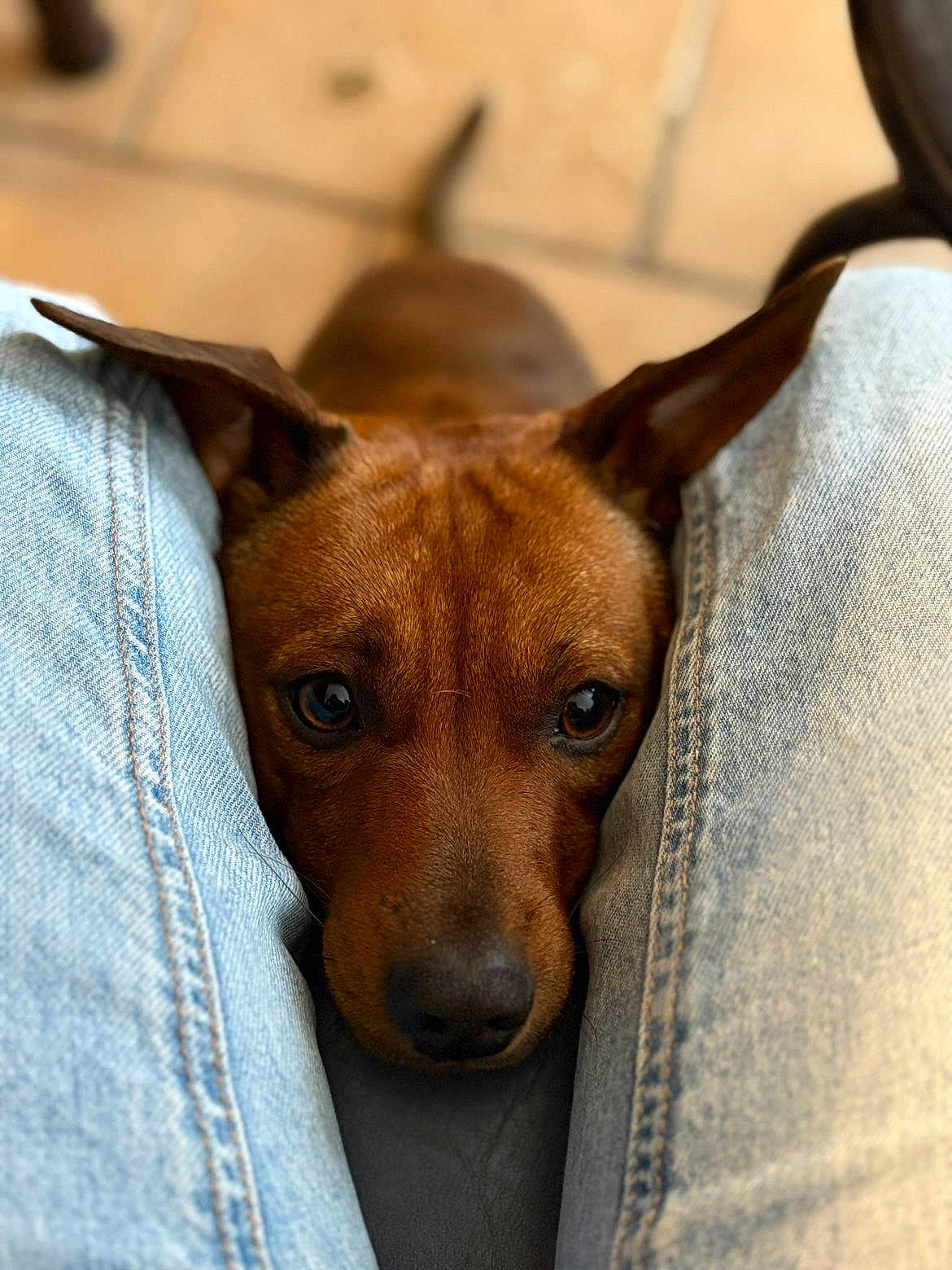 Vegas a rejoint le concours — aidez-le/la à gagner de superbes lots ! dog, brown_dog, pet, animal, close_up, jeans, denim, legs, resting, cute, indoors, floor, ears, face, looking_up, canine, companion, domestic_animal, cute_pet, animal_portrait