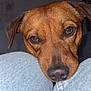 Vegas participe au concours pour gagner de l'argent avec cette photo : dog, brown_dog, close_up, pet, animal, face, eyes, snout, nose, fur, indoor, denim, jeans, knees, resting, cute, looking, portrait, domestic_animal, companion