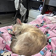 Sythama a rejoint le concours — aidez-le/la à gagner de superbes lots ! cat, sleeping, blanket, pink, cartoon_print, bedroom, desk, chair, computer, floor, furniture, indoor, pet, cozy, resting, fur, animal, cute, domestic, relaxation