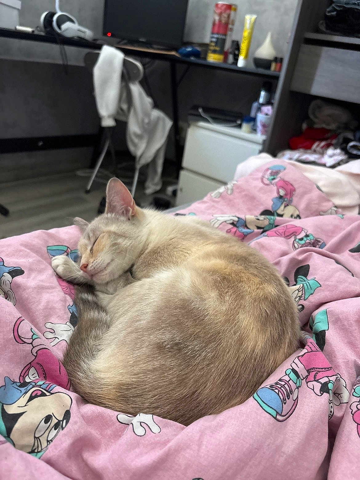 Sythama a rejoint le concours — aidez-le/la à gagner de superbes lots ! cat, sleeping, blanket, pink, cartoon_print, bedroom, desk, chair, computer, floor, furniture, indoor, pet, cozy, resting, fur, animal, cute, domestic, relaxation