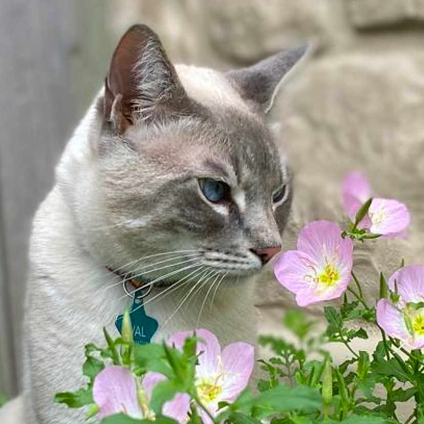 Eros joined the competition — help win amazing prizes! animal, background_blur, cat, close_up, collar, curious, feline, flower, garden, greenery, leaf, nature, outdoor, pet, pink_flower, plant, portrait, soft_light, tag, whiskers