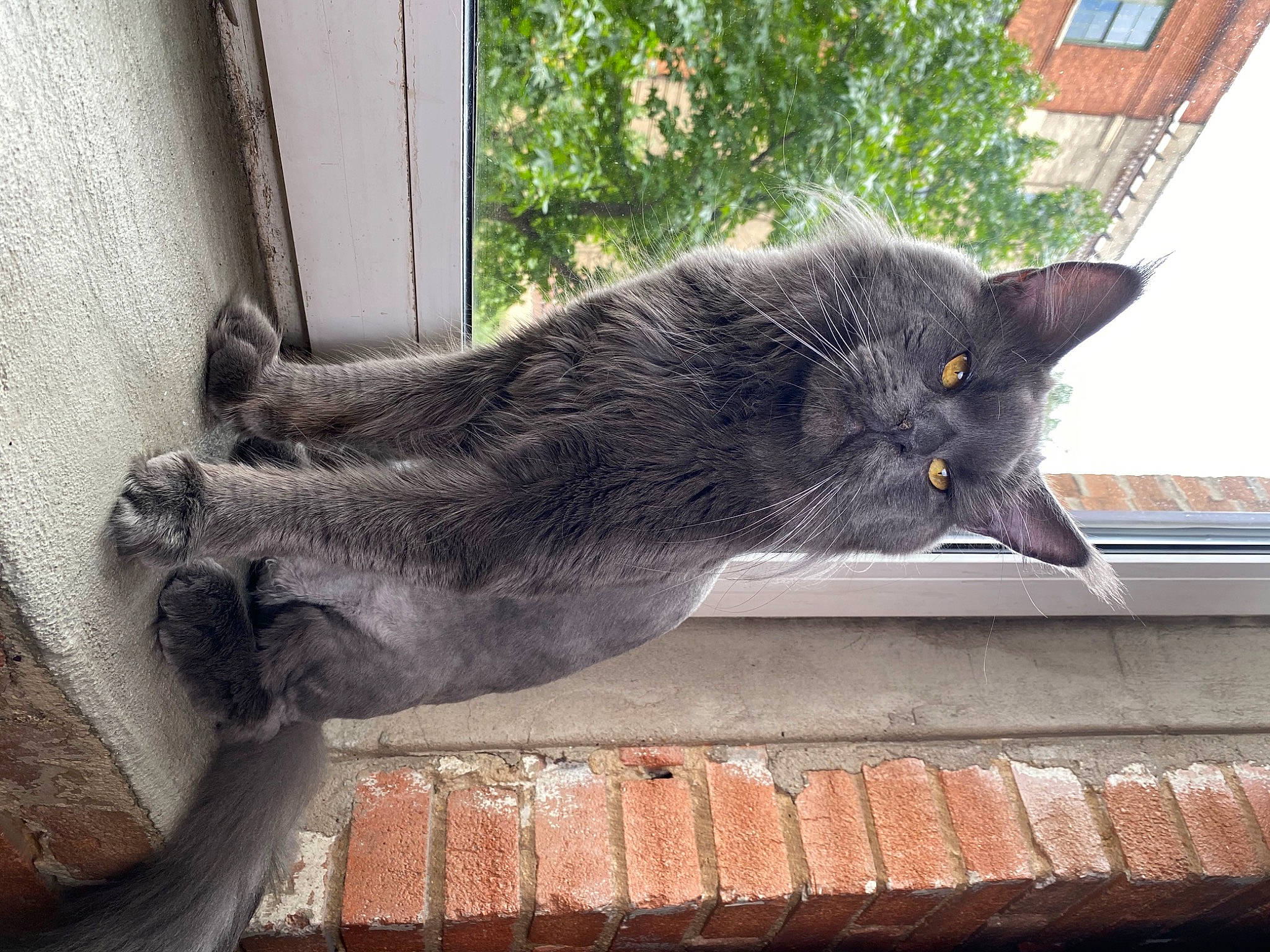 Jupiter is registered to the contest to win money with this photo: black_cat, carnivore, cat, claw, domestic_short_haired_cat, felidae, fur, grey, plant, sitting, small_to_medium_sized_cats, snout, tail, tree, whiskers, window, wood