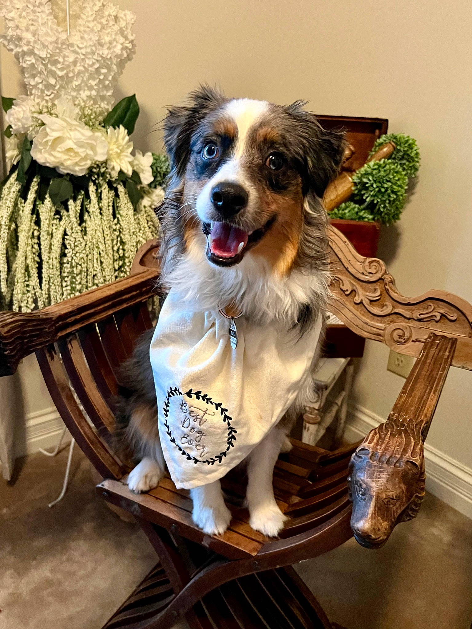 Ollie is registered to the contest to win money with this photo: art, canidae, carnivore, chair, collar, companion_dog, dog, dog_breed, dog_collar, dog_supply, event, fashion_accessory, fashion_design, fawn, fur, plant, sporting_group, working_dog