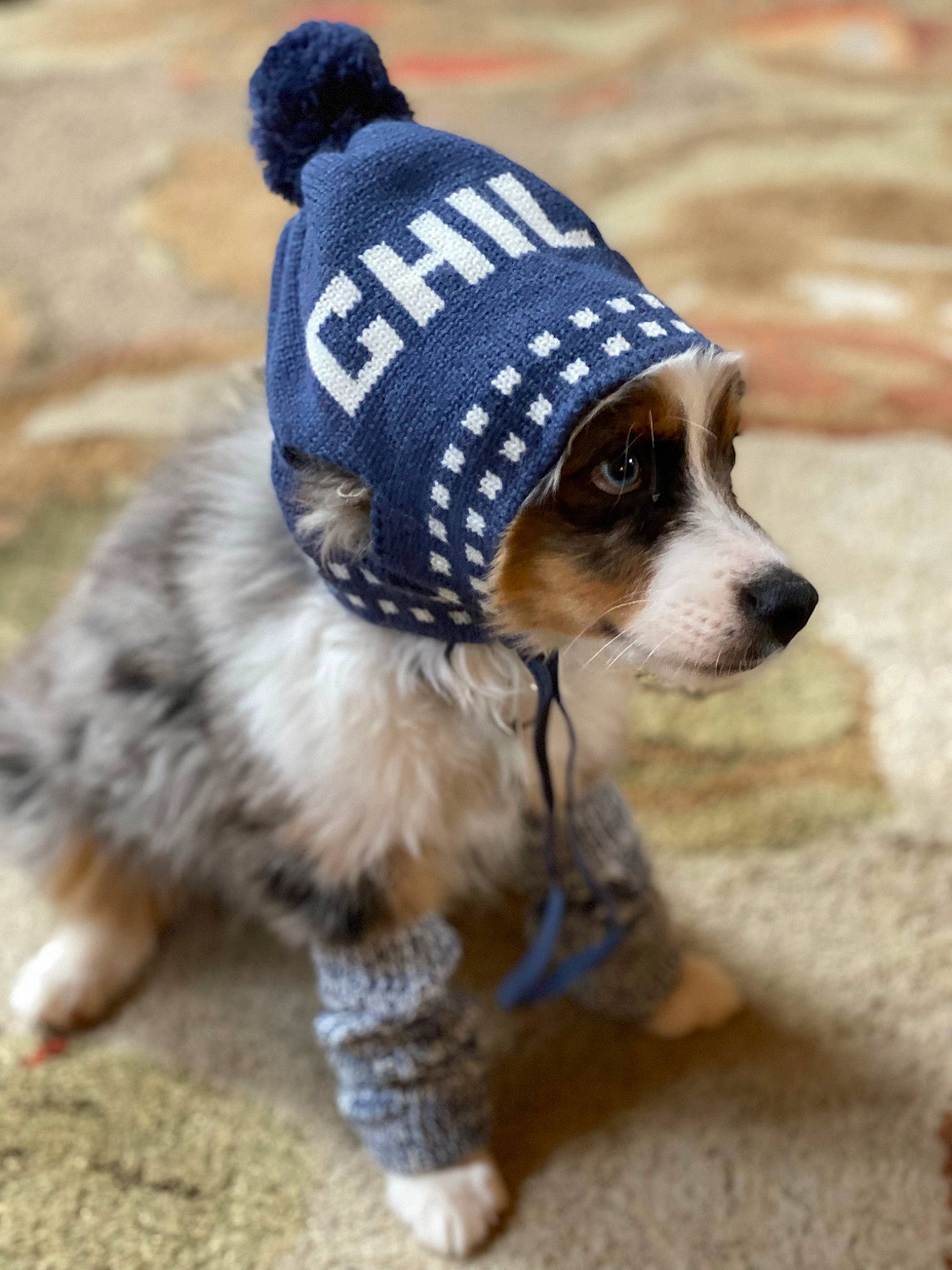 Ollie joined the competition — help win amazing prizes! canidae, carnivore, collar, companion_dog, costume_hat, dog, dog_breed, dog_clothes, dog_collar, dog_supply, eyewear, fashion_accessory, fawn, fur, leash, pet_supply, snout, sporting_group, toy_dog, whiskers