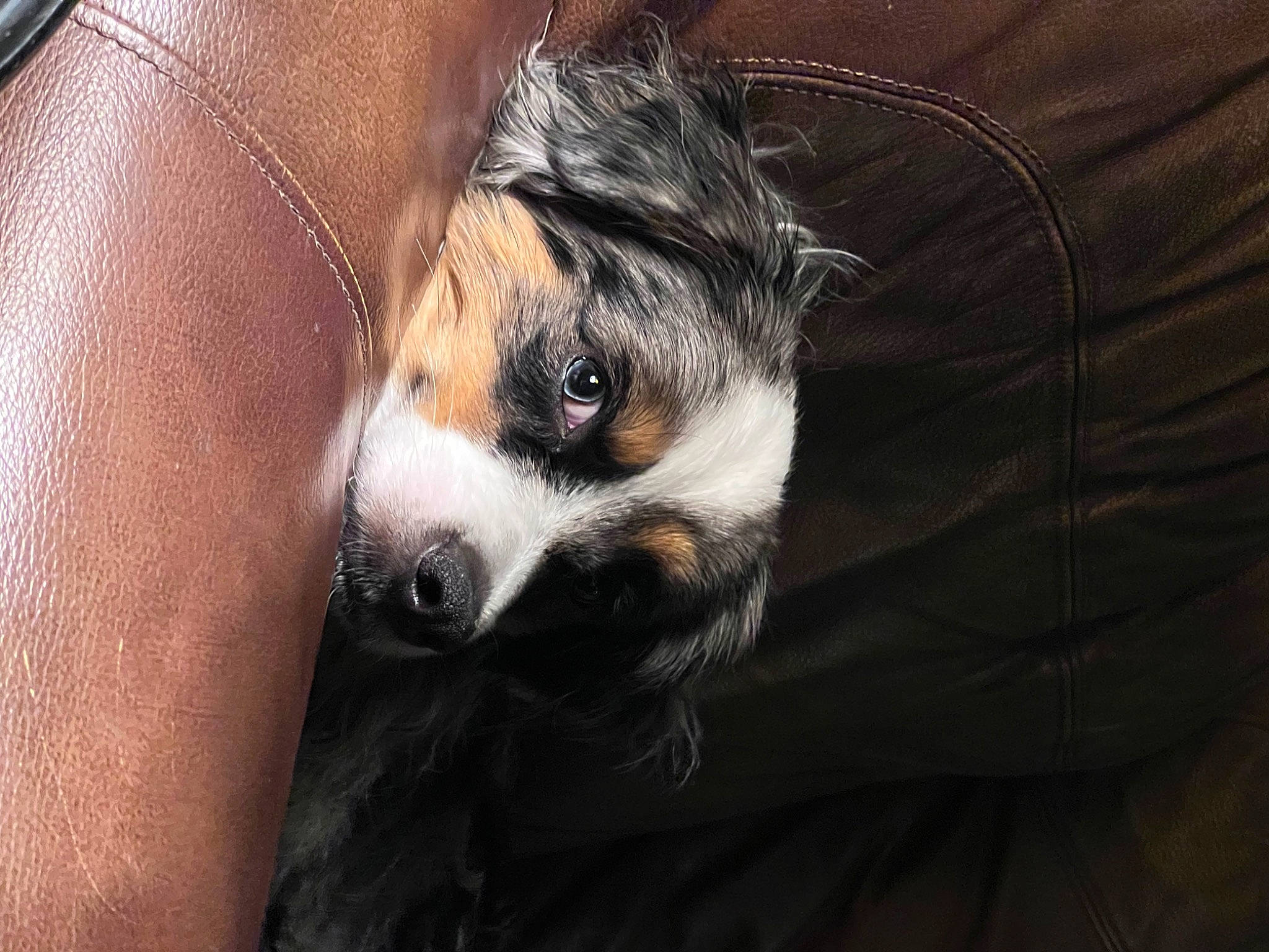 Ollie joined the competition — help win amazing prizes! canidae, carnivore, claw, comfort, companion_dog, dog, dog_breed, foot, fur, human_leg, paw, personal_protective_equipment, red_panda, sleeve, sporting_group, terrestrial_animal, thigh, toy_dog, whiskers, working_animal