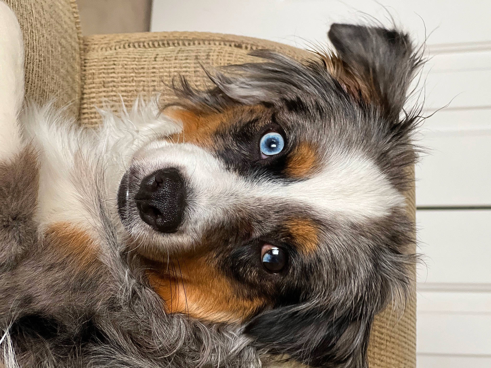 Ollie is registered to the contest to win money with this photo: canidae, carnivore, comfort, companion_dog, couch, dog, dog_breed, ear, fawn, fur, liver, sporting_group, terrestrial_animal, throw_pillow, toy_dog, whiskers, working_animal, working_dog