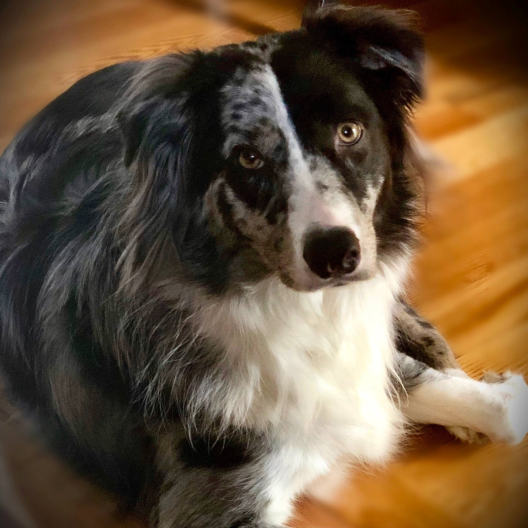 Minx is registered to the contest to win money with this photo: australian_collie, australian_shepherd, border_collie, carnivore, companion_dog, dog, dog_breed, fur, herding_dog, snout, sporting_group, whiskers, working_dog