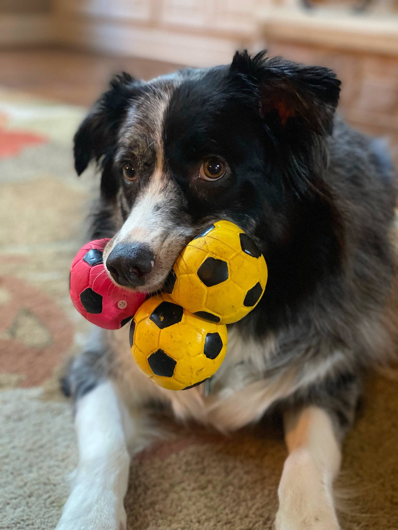 Minx joined the competition — help win amazing prizes! ball, canidae, carnivore, collar, companion_dog, dog, dog_breed, dog_collar, dog_sports, dog_supply, dog_toy, fur, grass, herding_dog, paw, plant, recreation, snout, sporting_group, whiskers
