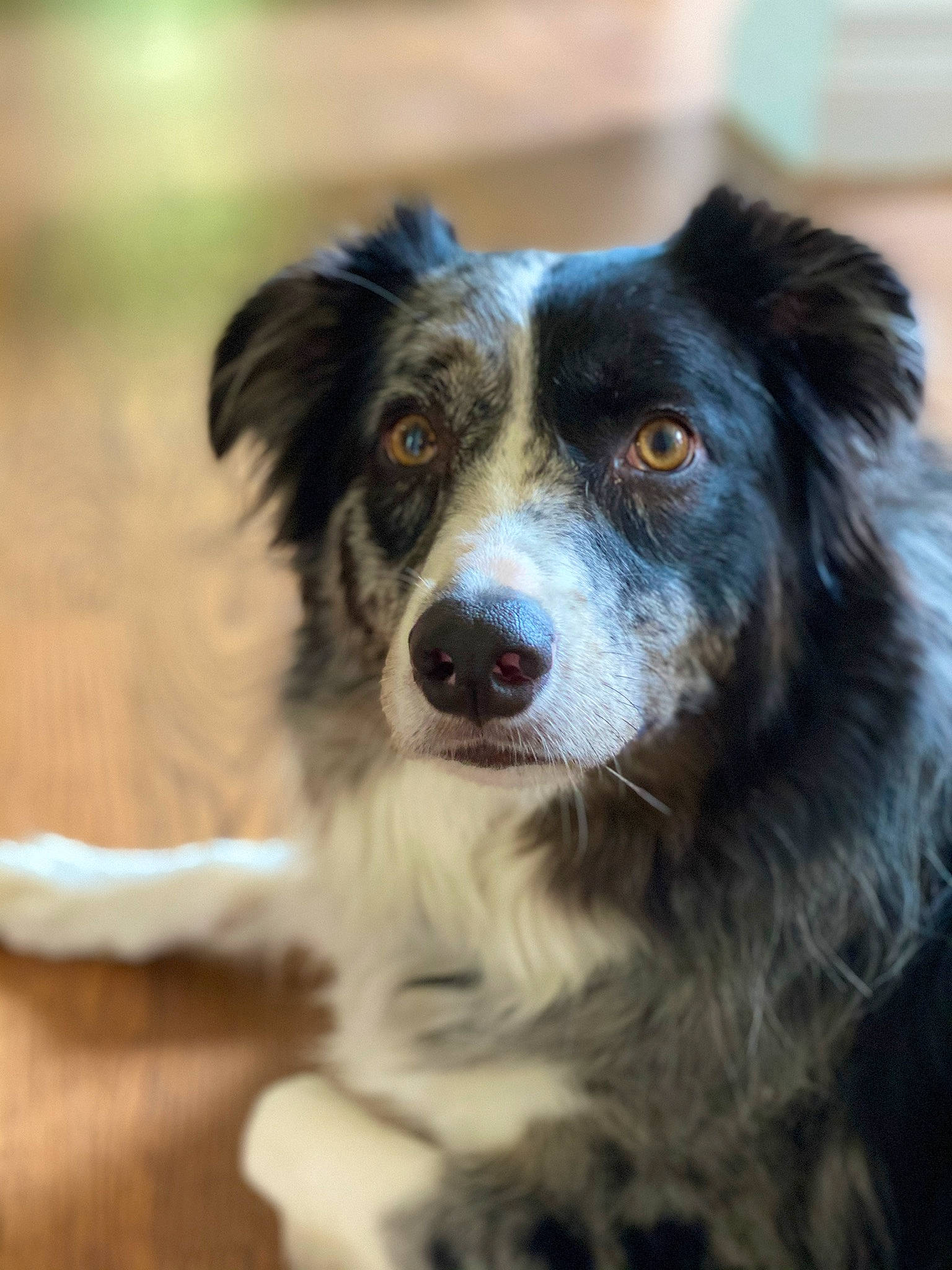 Minx is registered to the contest to win money with this photo: australian_collie, australian_shepherd, border_collie, carnivore, companion_dog, dog, dog_breed, fur, gun_dog, herding_dog, snout, sporting_group, whiskers, working_dog