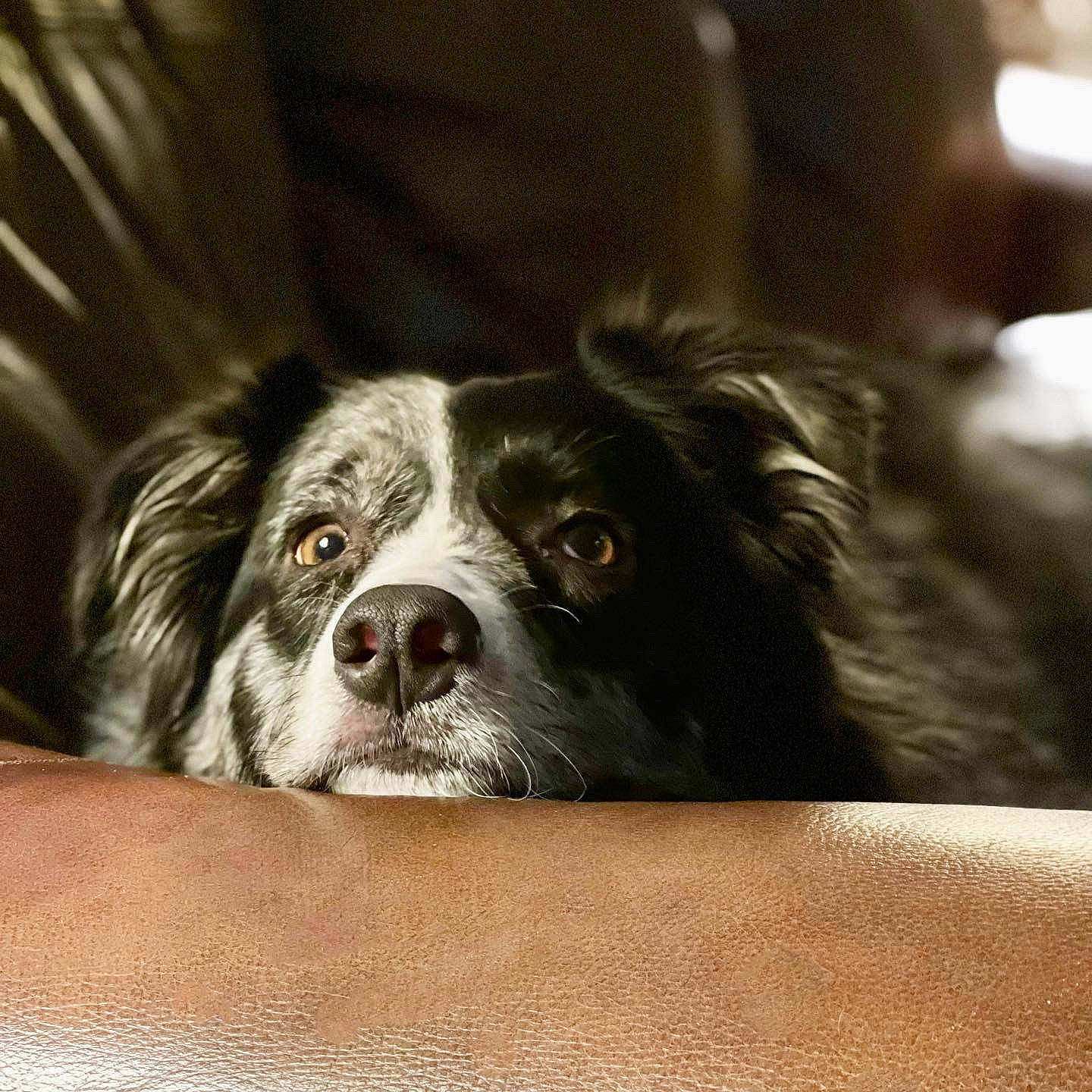 Minx is registered to the contest to win money with this photo: bored, canidae, carnivore, companion_dog, dog, dog_breed, eye, fur, gun_dog, liver, puppy, snout, spaniel, sporting_group, whiskers, working_animal, working_dog