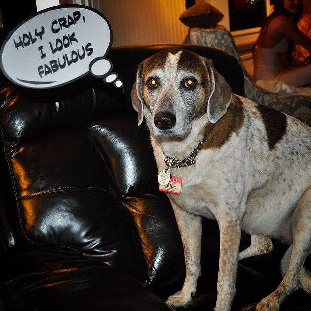 Chloe joined the competition — help win amazing prizes! canidae, car_seat, carnivore, club_chair, collar, comfort, companion_dog, couch, dog, dog_breed, dog_collar, fawn, fur, leather, paw, picture_frame, sporting_group, whiskers