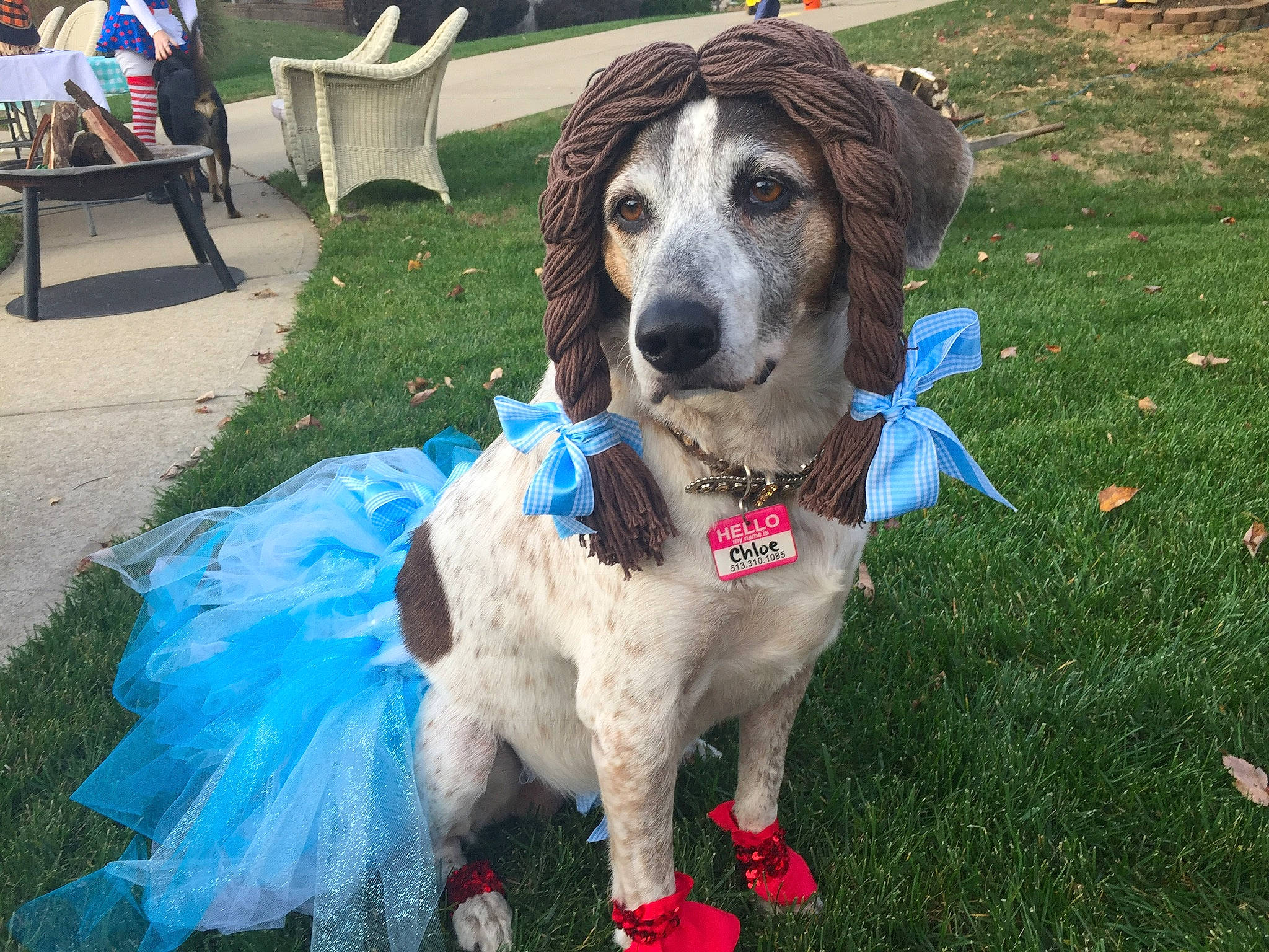 Chloe joined the competition — help win amazing prizes! canidae, carnivore, chair, collar, companion_dog, dog, dog_breed, dog_clothes, dog_collar, dog_supply, event, fawn, grass, gun_dog, leash, outdoor_furniture, plant, snout, sporting_group, working_animal