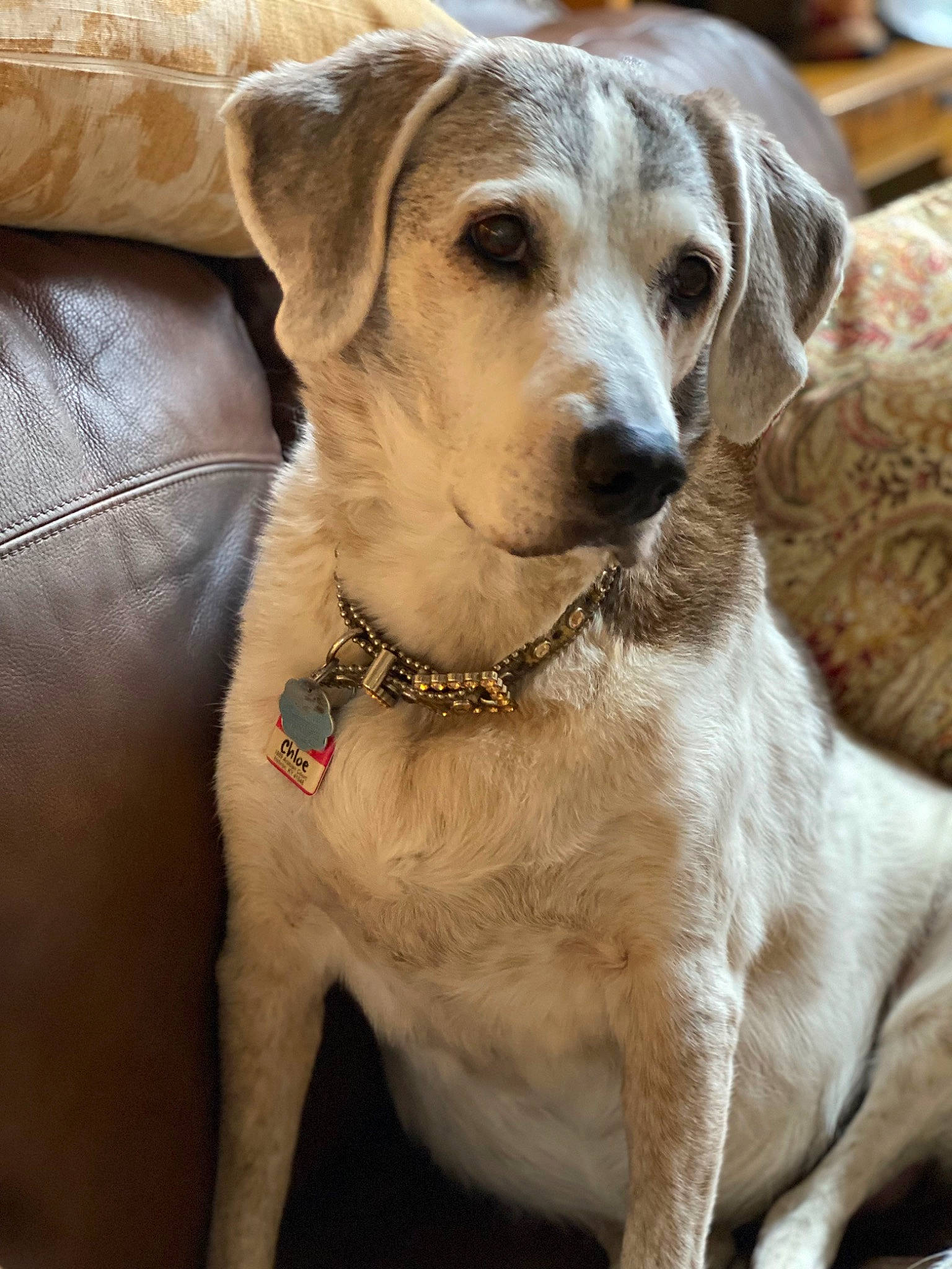 Chloe is registered to the contest to win money with this photo: canidae, carnivore, collar, companion_dog, dog, dog_breed, dog_collar, fawn, fur, gun_dog, hunting_dog, leash, liver, pet_supply, snout, sporting_group, terrestrial_animal, webbing, whiskers, working_animal