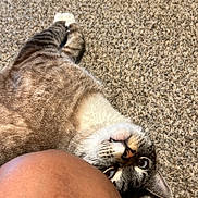 Baxter joined the competition — help win amazing prizes! animal, brown, carpet, cat, closeup, cute, eyes, feline, fur, human, indoor, kneecap, mouth, nose, paw, pet, playful, relaxed, striped, whiskers