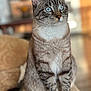 Baxter is registered to the contest to win money with this photo: animal, background_blur, blue_eyes, cat, close_up, couch, cute, domestic_cat, feline, focused, fur, furniture, indoor, paws, pet, portrait, relaxed, sitting, tabby, whiskers