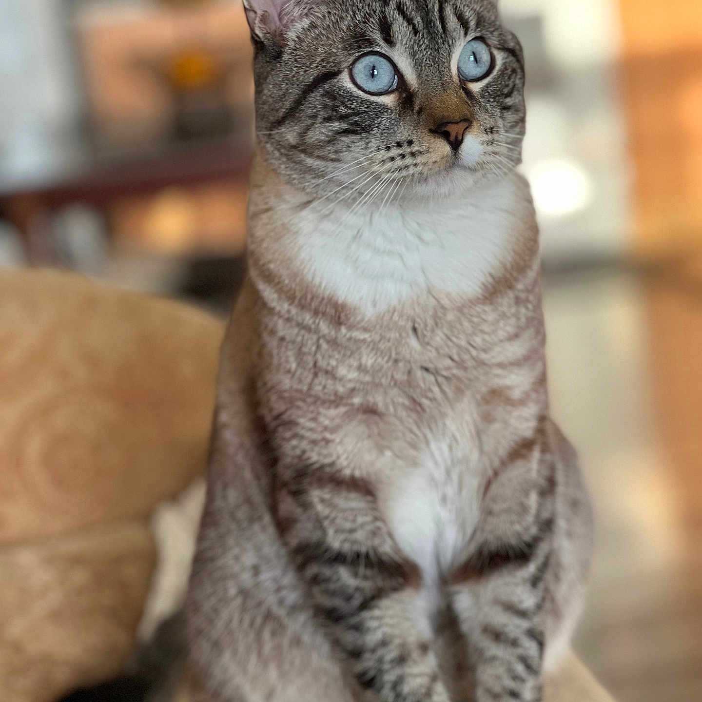 Baxter is registered to the contest to win money with this photo: animal, background_blur, blue_eyes, cat, close_up, couch, cute, domestic_cat, feline, focused, fur, furniture, indoor, paws, pet, portrait, relaxed, sitting, tabby, whiskers