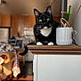 animal, black_and_white, blurred_background, cat, close_up, curious, domestic_cat, furniture, green_leaf, houseplant, indoor, living_room, pet, potted_plant, shadow, sitting, sunlight, tuxedo_cat, whiskers, wooden_cabinet